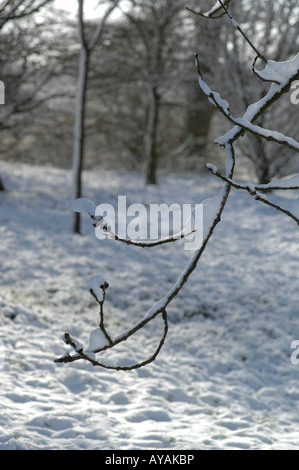 Lyminge Woods, dans le Kent, en Angleterre à la fin du printemps Banque D'Images