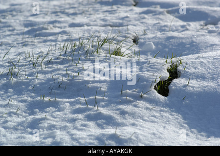 Graminées dans la neige Banque D'Images