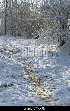 Lyminge Woods, dans le Kent, en Angleterre à la fin du printemps Banque D'Images