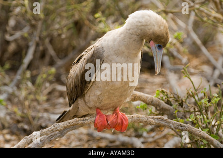 Fou à pieds rouges (Sula sula websteri) perché sur branche de l'arbuste, l'île de Genovesa (Tower), îles Galapagos, Equateur Banque D'Images