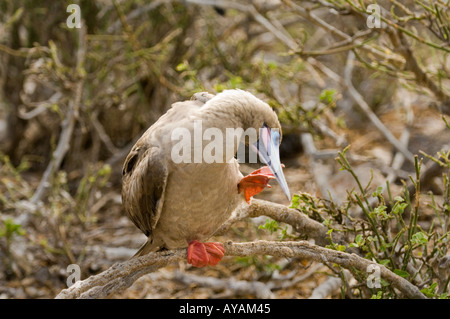 Fou à pieds rouges (Sula sula websteri) perché sur branche de l'arbuste, l'île de Genovesa (Tower), îles Galapagos, Equateur Banque D'Images