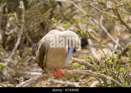 Fou à pieds rouges (Sula sula websteri) perché sur branche de l'arbuste, Isla Genovesa Tower Island, îles Galapagos, Equateur Banque D'Images