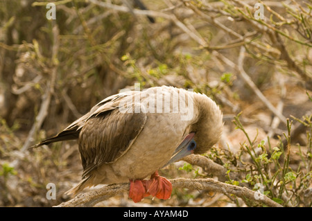 Fou à pieds rouges (Sula sula websteri) perché sur branche de l'arbuste, l'île de Genovesa (Tower), îles Galapagos, Equateur Banque D'Images