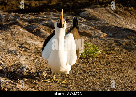 Fou masqué (Sula dactylatra granti) sky pointant dans la parade nuptiale, l'île de Genovesa, Galapagos, Equateur Banque D'Images