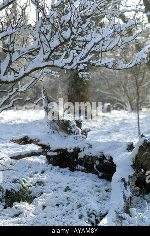 Lyminge Woods, dans le Kent, en Angleterre à la fin du printemps Banque D'Images