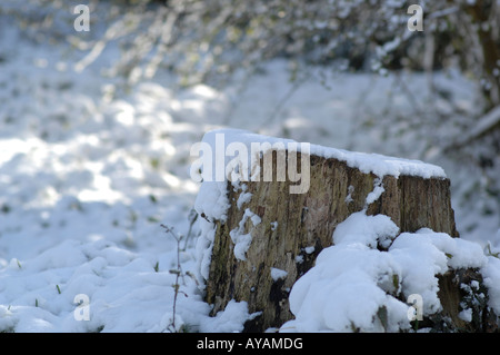 Lyminge Woods, dans le Kent, en Angleterre à la fin du printemps Banque D'Images