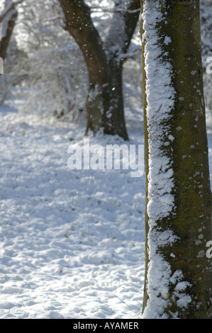 Lyminge Woods, dans le Kent, en Angleterre à la fin du printemps Banque D'Images