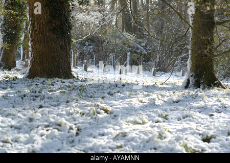 Lyminge Woods, dans le Kent, en Angleterre à la fin du printemps Banque D'Images