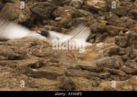 Swallow-tailed Gull (Larus furcatus) en vol, Darwin Bay, l'île de Genovesa, Galapagos, Equateur Banque D'Images