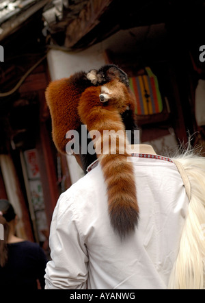 Homme portant un chapeau de fourrure de panda rouge dans la région de Lijiang Yunnan Chine pour convaincre les touristes à prendre leur photo porte Banque D'Images