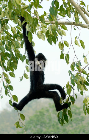 Gibbon à joues blanches chinois Hylobates concolor H leucigenys swinging in tree Yunnan Chine a armes hors normes Banque D'Images