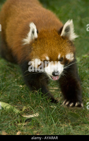 Panda rouge ou moins Ailurus fulgens walking montrant griffes sur une patte avant Banque D'Images