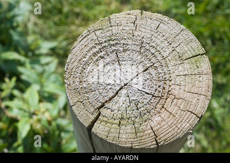 Grain fin, les anneaux de croissance des arbres (1). Vue du dessus top. Gros plan (macro) Banque D'Images