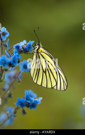 Un papillon blanc veiné noir, Aporia hippia, à Haba dans le Yunnan Banque D'Images