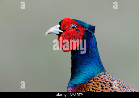 Faisan de Colchide Phasianus colchicus commun close up shot of head Therfield Hertfordshire Banque D'Images