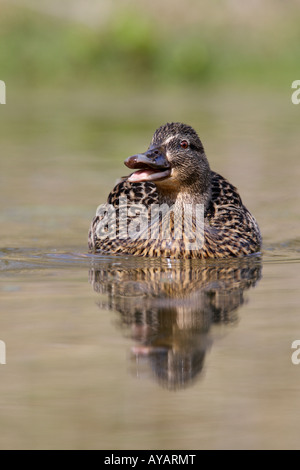 Canard colvert Anas platyrhynchos femelle sur l'eau avec bec ouvert et la réflexion dans l'eau Potton Bedfordshire Banque D'Images