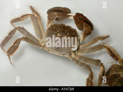 Crabe chinois Eriocheir sinensis beaucoup de délicatesse en Chine Banque D'Images