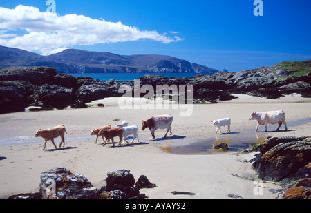 Les Vaches traversant la plage de Rosbeg, comté de Donegal, Irlande. Banque D'Images