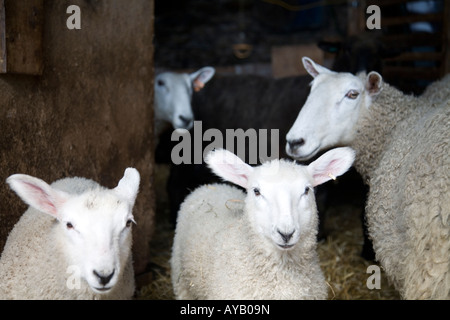 Groupe d'agneaux et de brebis avec une brebis à la recherche autour du coin. Banque D'Images