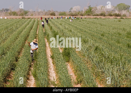 Les travailleurs mexicains ont tendance cultures sur une grande ferme de l'Arizona, près de la frontière mexicaine Banque D'Images