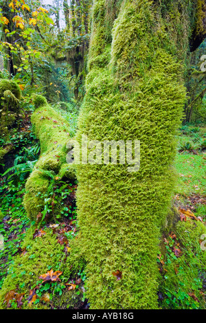 Couvert de mousse dans la forêt tropicale de Hoh Olympic National Park Washington Banque D'Images