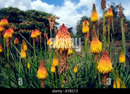 Fleurs à Kew Gardens à Londres Banque D'Images