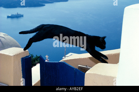 Saut de chat à Santorin ! Voir nos autres images à l'aide du bouton 'Plus'. Banque D'Images