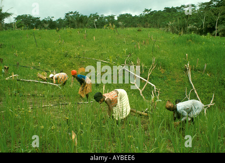 Afrique de l'Ouest Liberia. Agriculture sur brûlis : les femmes du groupe ethnique Kpelle désherbent les rizières ; les Kpelle sont le plus grand groupe ethnique du Libéria. Banque D'Images