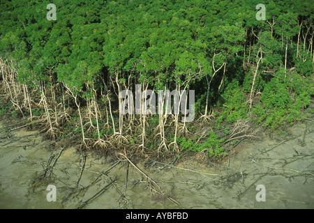Vue aérienne de la forêt marécageuse de mangrove à marée basse le long de la côte atlantique, para State, Brésil Banque D'Images