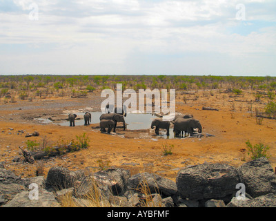 Un éléphant de la famille de boire à un trou d'eau dans le parc national d'Etosha en Namibie, Afrique Banque D'Images