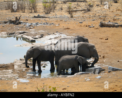 Un éléphant de la famille de boire à un trou d'eau dans le parc national d'Etosha en Namibie, Afrique Banque D'Images