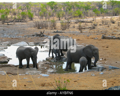 Un éléphant de la famille de boire à un trou d'eau dans le parc national d'Etosha en Namibie, Afrique Banque D'Images