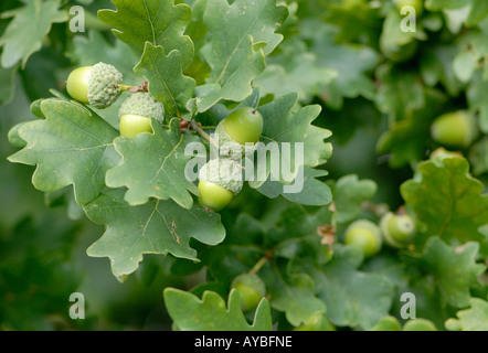 Graines non mûres glands du chêne pédonculé ou Quercus robur et feuilles de chêne Bedgebury Forest Kent UK 19 Août 2006 Banque D'Images