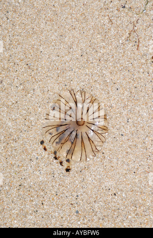 Une méduse Chrysaora Boussole hyoscella échoué sur une plage de sable Banque D'Images