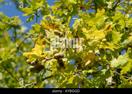 Les graines mûres glands du chêne pédonculé Quercus robur ou prêt à tomber de leur coupe et les feuilles d'automne Banque D'Images