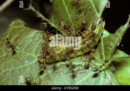 Fourmis Oecophylla smaragdina défendant une chenille qui sécrète une substance sucrée comme une récompense pour la protection de l'Australie Banque D'Images