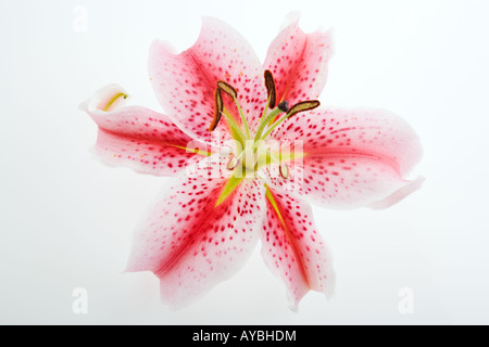 Lily Lilium Stargazer Stargazer un hybride parfumé de muguet Oriental group Studio shot sur un fond blanc. Banque D'Images