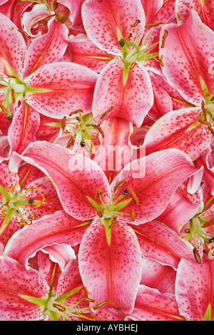 Lily Lilium Stargazer Stargazer masse de ces hybrides parfumé de muguet Oriental group Banque D'Images