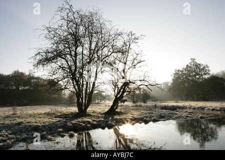 Un jour l'hiver dans la région des Cotswolds près du village de North Cerney après les nuits de gel Banque D'Images