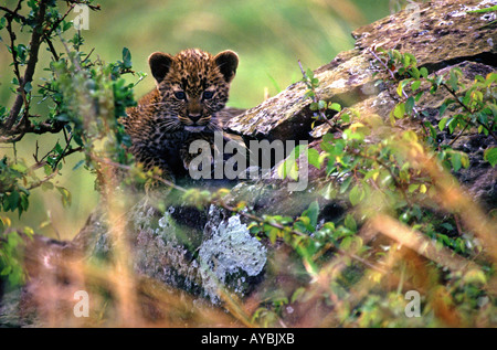 Curieux, leopard cub de rochers dans la réserve nationale de Masai Mara au Kenya Banque D'Images
