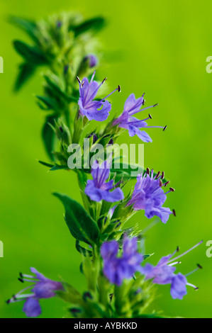 L'hysope (Hyssopus officinalis) - close-up de fleurs en août, Somerset Banque D'Images