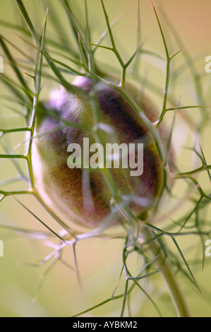 Nigella 'Miss Jekyll' (amour-dans-un-mist) - close-up de gousse en été Banque D'Images