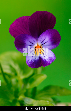 Viola (violette) 'tricolor' Heartsease - gros plan de fleur simple Banque D'Images