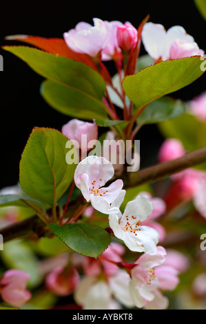 Malus Hupehensis (nom commun Crabe Hupeh Apple). Close-up de fleurs blanches et de bourgeons rose sur la branche en avril Gloucestershire UK. Banque D'Images