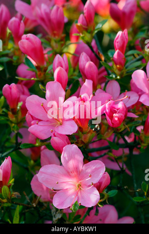 Rhododendron, Azalée. Fleurs roses en elevant vers la lumière, avril, Gloucestershire UK Banque D'Images