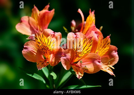 L'Alstroemeria 'Princesse Frédérika' 'Stabronza' (nom commun lily péruvienne). Close-up de fleurs en août Devon UK. Banque D'Images