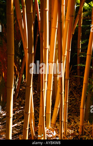 Phyllostachys Vivax 'Aureocaulis' (nom commun) Bambou bois chinois d'or. Tiges d'or gris dans la lumière. Devon août UK. Banque D'Images