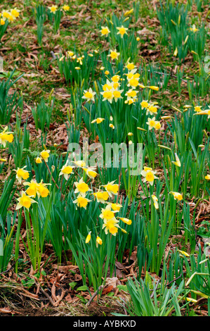 La jonquille ou narcisse. Des touffes de fleurs jaunes au printemps, Gloucestershire UK. Banque D'Images