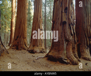 USA CALIFORNIE SEQUOIA NATIONAL PARK LE SÉNAT GROUPE DE SÉQUOIAS Banque D'Images