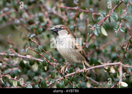 Moineau domestique Passer domesticus mâle adulte, perché sur un buisson Banque D'Images
